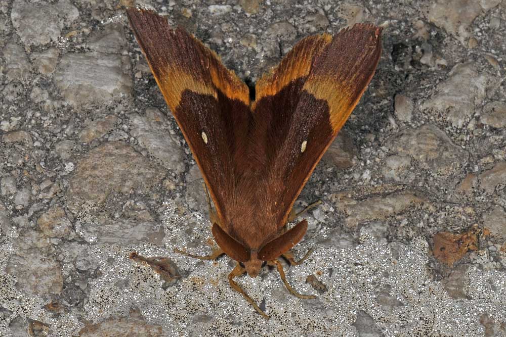 Lasiocampa (Lasiocampa) quercus